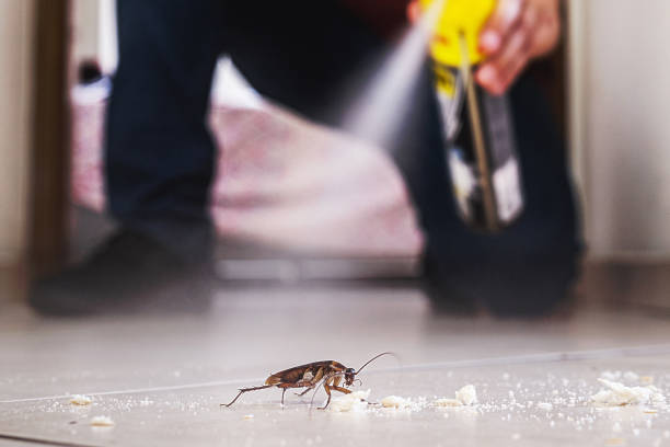 Best Mosquito Control Services  in Iuka, MS